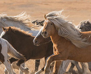 Wide steppe wild horse tour