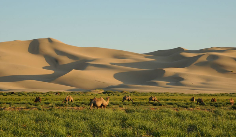 Khongor Sand Dunes